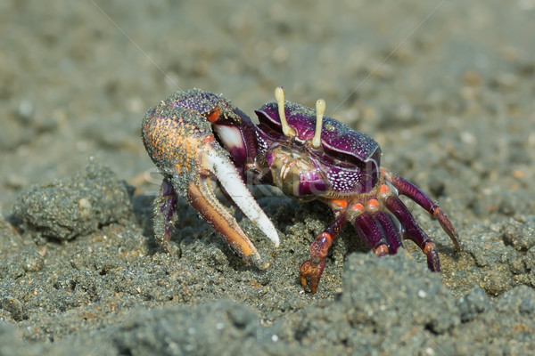 Male purple Fiddler Crab from West Africa filtering sand Stock photo © davemontreuil