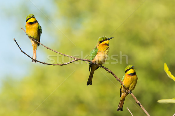 Stock photo: Three Little Bee-Eaters (Merops pusillus) on a branch