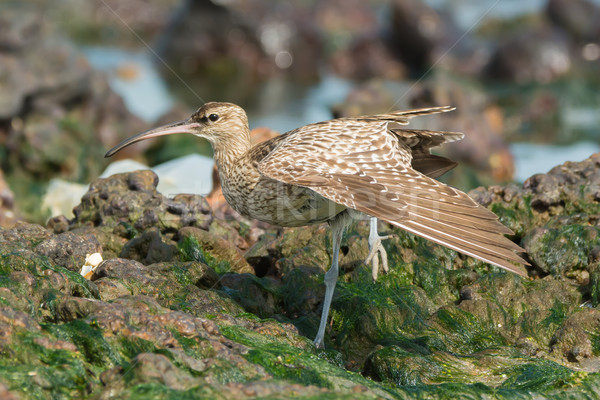 Whimbrel stretching Stock photo © davemontreuil