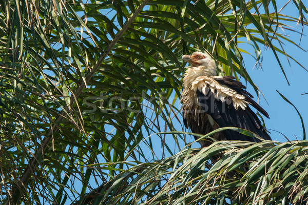Avvoltoio Palm uccelli bella strano Foto d'archivio © davemontreuil