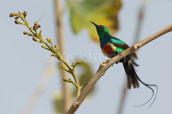 Male Beautiful Sunbird giving his tail streamers a shake Stock photo © davemontreuil