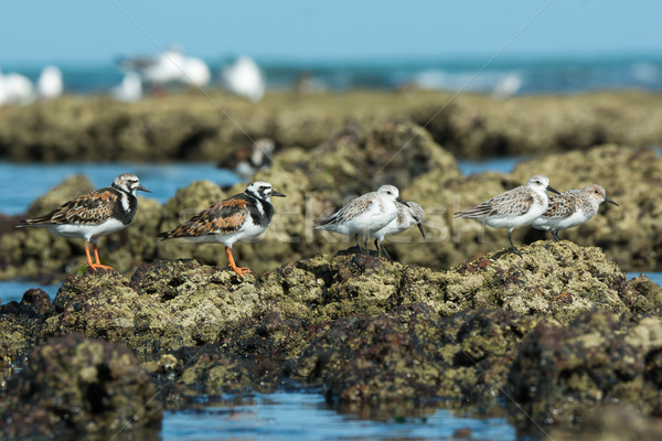 Group of Ruddy Turnstone and  Sanderlings in varying plumages Stock photo © davemontreuil