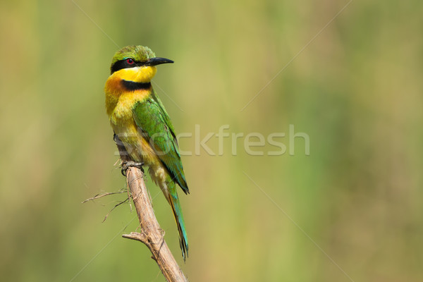 A Little-Bee Eater (Merops pusillus) perched on a stick Stock photo © davemontreuil
