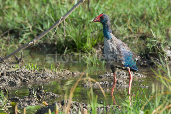 A young Purple Swamphen (Porphyrio porphyrio) standing in a mars Stock photo © davemontreuil