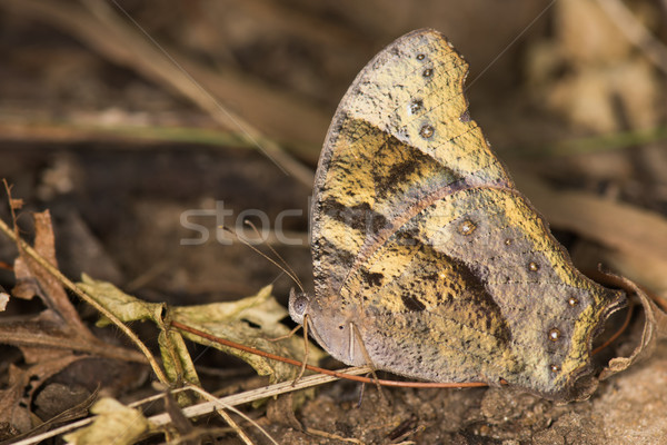 Noite marrom borboleta folhas folha Foto stock © davemontreuil
