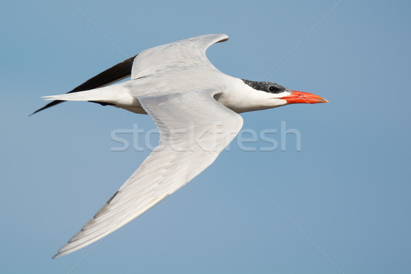 Caspian Tern (Sterna Caspia) in flight Stock photo © davemontreuil
