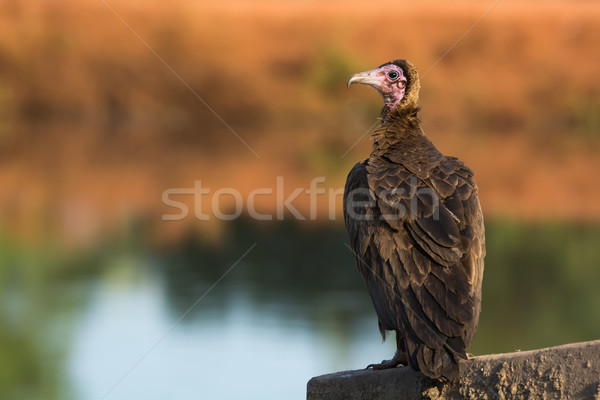 Kapucnis dögkeselyű áll fal víz madár Stock fotó © davemontreuil