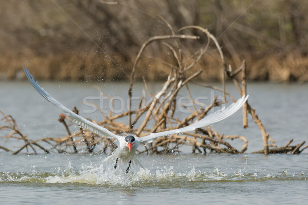 Caspian Tern in flight after a dive in the mangroves Stock photo © davemontreuil
