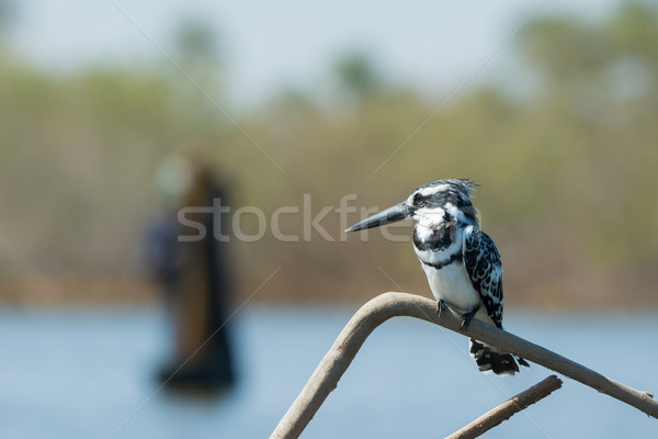 Pied Kingfisher (Ceryle rudis) watching a fisherman Stock photo © davemontreuil