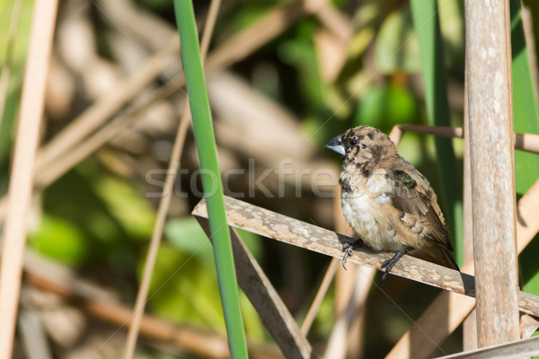 Young Bronze Mannikin perched on a dried reed Stock photo © davemontreuil