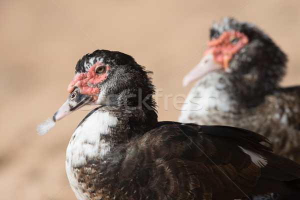 Portrait of a Muscovy duck (Cairina moschata) with feather in be Stock photo © davemontreuil