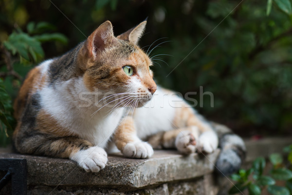 Tri colored house cat gazing into the distance Stock photo © davemontreuil