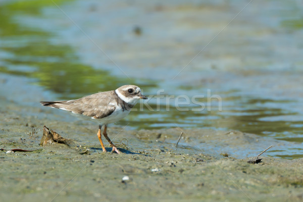 Ringed Plover on mudflats Stock photo © davemontreuil