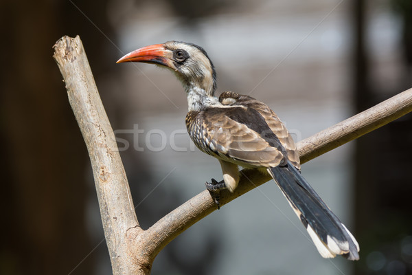 Western Red-Billed Hornbill Stock photo © davemontreuil