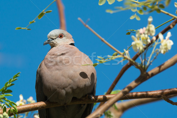 African Mourning Dove resting in a moringa tree Stock photo © davemontreuil