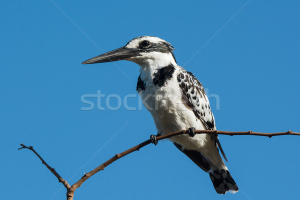 A female Pied Kingfisher with her crest flattened Stock photo © davemontreuil