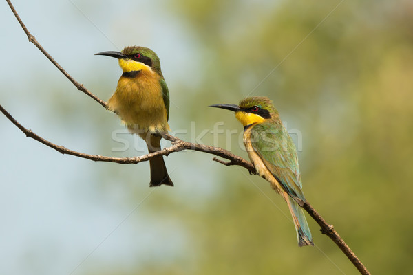 2 Little-Bee Eaters (Merops pusillus) perching together Stock photo © davemontreuil