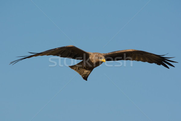 Black Kite (Milvus migrans) in flight Stock photo © davemontreuil