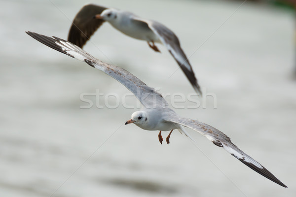 Grey-Headed Gull in flight Stock photo © davemontreuil