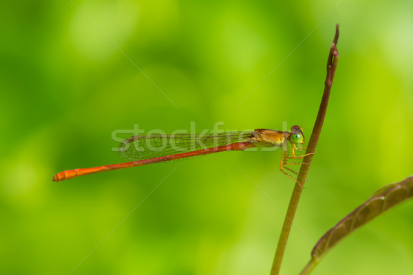 Male Common Orange Damselfly Stock photo © davemontreuil