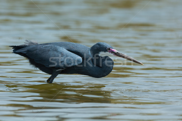 A Western Reef Heron (Egretta gularis) with purple face copying  Stock photo © davemontreuil