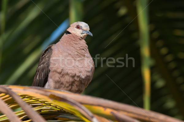 A Red-eyed Dove (Streptopelia semitorquata) perched on palm Stock photo © davemontreuil