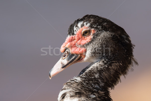 Portrait of a Muscovy duck (Cairina moschata)  Stock photo © davemontreuil