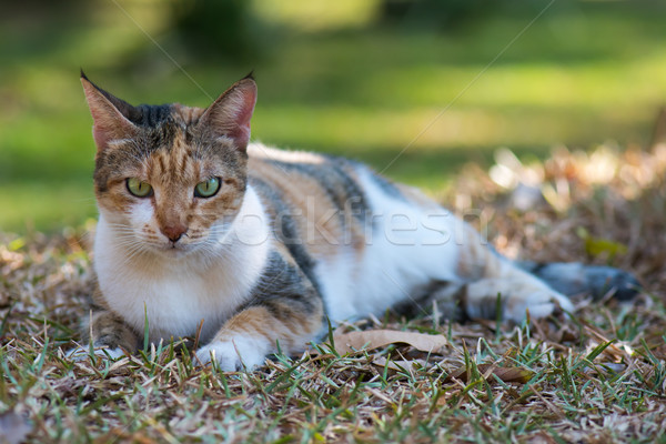 Tri colored house cat lying down on the lawn Stock photo © davemontreuil