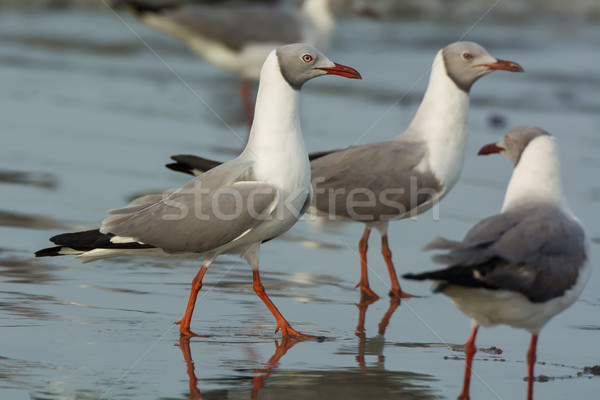 Grey Headed Gulls Stock photo © davemontreuil