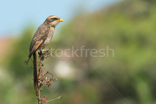 Yellow-billed shrike perched on a branch Stock photo © davemontreuil