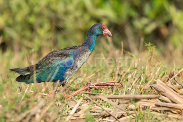 A young Purple Swamphen (Porphyrio porphyrio) walking over dried Stock photo © davemontreuil