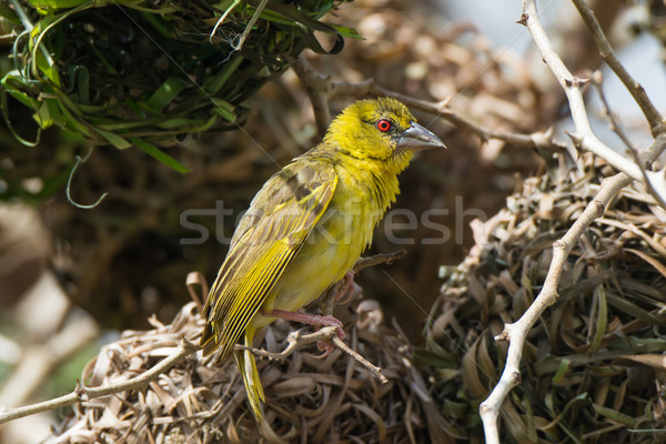 Female Village Weaver - Ploseus cucullatus Stock photo © davemontreuil