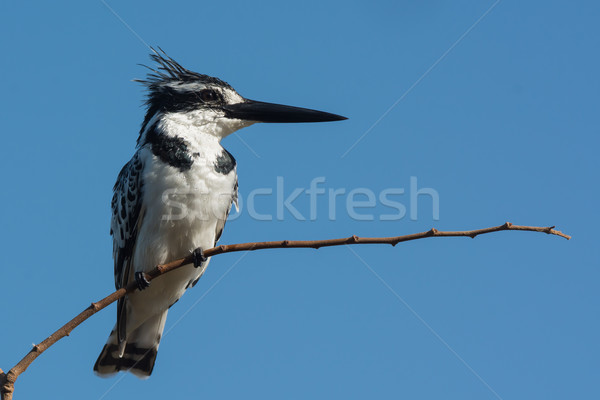 A wet Pied Kingfisher (Ceryle rudis) on a slender branch Stock photo © davemontreuil