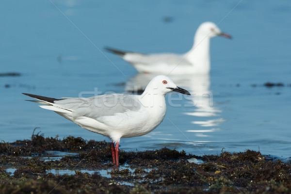 Slender-billed gulls (Larus genei) standing and swimming Stock photo © davemontreuil