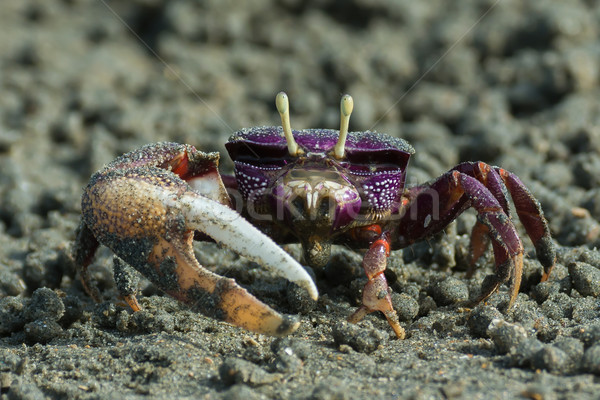 Male purple Fiddler Crab from West Africa filtering sand Stock photo © davemontreuil