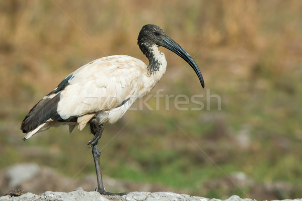 A Sacred Ibis (Threskiornis aethiopicus) balancing on one leg Stock photo © davemontreuil