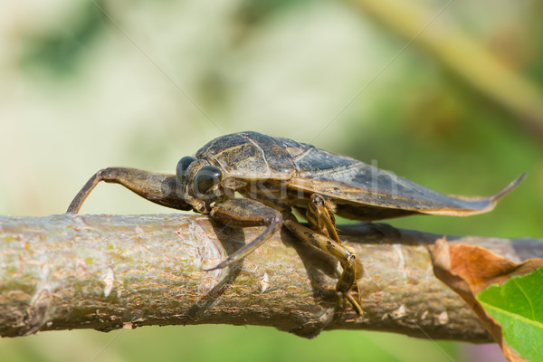 Víz skorpió nyugat Afrika afrikai kúszás Stock fotó © davemontreuil