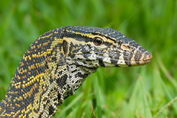 Head of a Nile Monitor Lizard  Stock photo © davemontreuil