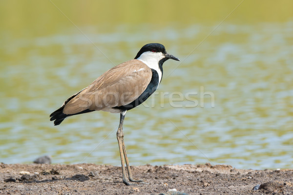 A Spur-Winged Plover (Vanellus Spinosus) in profile Stock photo © davemontreuil