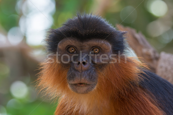 Portrait of a Western Red Colobus Monkey  Stock photo © davemontreuil