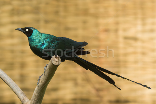 Long-Tailed Starling with short tail feathers Stock photo © davemontreuil