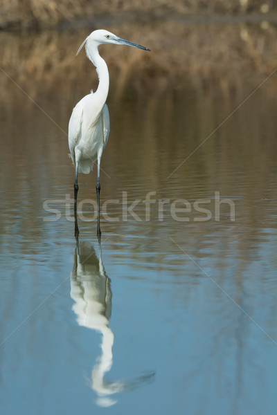 A white Western Reef Heron (Egretta gularis) with reflection Stock photo © davemontreuil