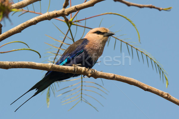 A Blue-Bellied Roller (Coracias cyanogaster) perched on a branch Stock photo © davemontreuil