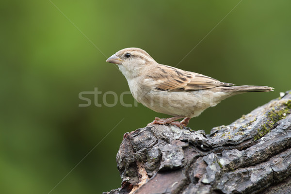 Female House Sparrow (Passer domesticus) perched on a log Stock photo © davemontreuil