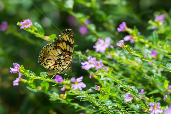 Junonia Sophia - Little Pansy Butterfly Stock photo © davemontreuil