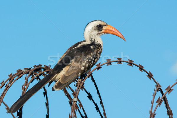 Western Red-Billed Hornbill on razor wire Stock photo © davemontreuil