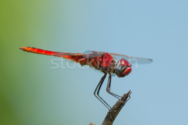 Dragonfly szczęśliwy czerwony Afryki cool makro Zdjęcia stock © davemontreuil