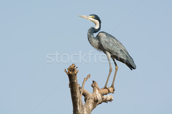 Black-headed Heron perched on a branch Stock photo © davemontreuil