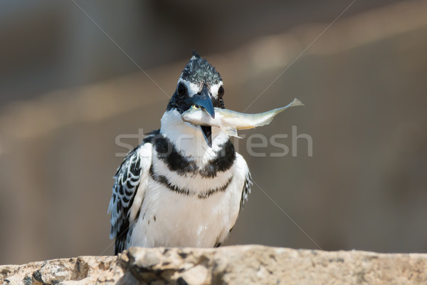Pied Kingfisher (Ceryle rudis) holiding a large fish Stock photo © davemontreuil