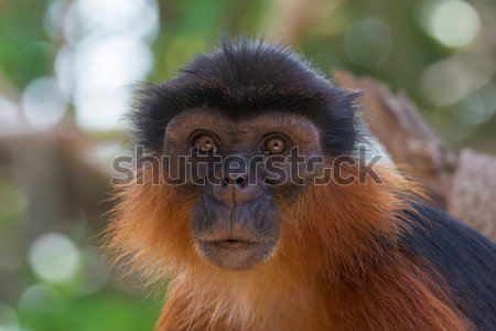 Stock photo: Portrait of a Western Red Colobus Monkey 